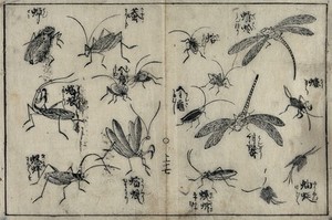 view Grass-hoppers, dragon-flies and other insects. Woodcut, 1716.