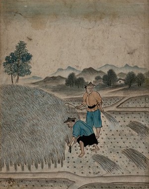 view Chinese men harvesting. Gouache.