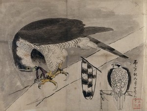 view A hawk tearing apart a slither of animal flesh. Painting by a Chinese artist.