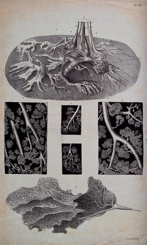 view Anatomical structures: six figures. Lithograph by Sinclair's.