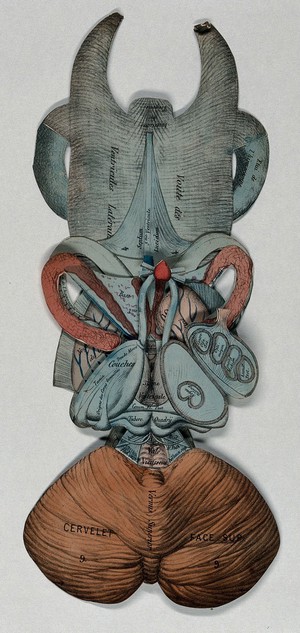 view Anatomy of a brain, upper side. Colour lithograph, ca. 1920.