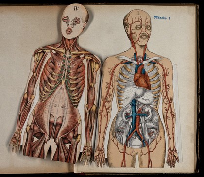 Anatomie élémentaire du corps humain / par Étienne Rabaud.