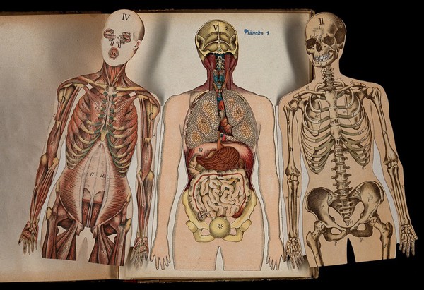 Anatomie élémentaire du corps humain / par Étienne Rabaud.