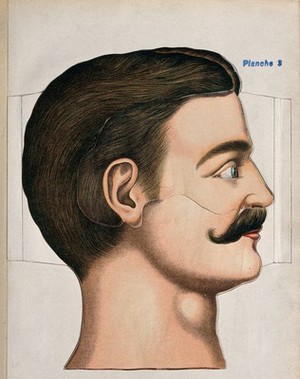 view Anatomical cut out of a man's face and neck in profile. Colour lithograph, 1900.