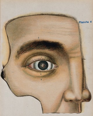 Anatomie élémentaire du corps humain / par Étienne Rabaud.