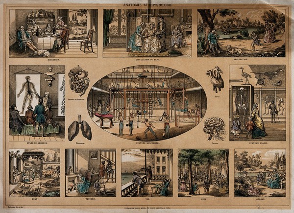 Ten demonstrations of digestion, blood circulation, breathing, bone structure, smell, hearing, sight, touch, taste, the nervous system, and muscle structure. Coloured lithograph by C. Bethmont, ca. 1860 (?).