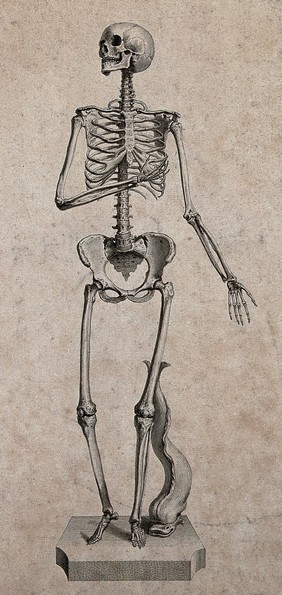 A standing skeleton of a woman with a dolphin. Engraving by W. Cheselden, 1733.