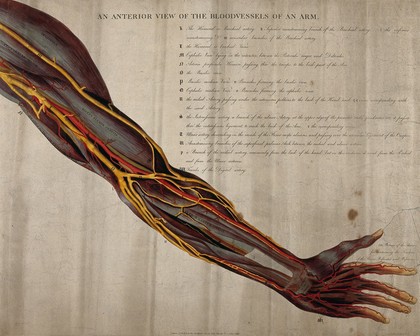 The bloodvessels of the arm and hand. Coloured engraving by G. Kirtland, 1804.