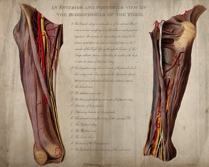 The bloodvessels of the thigh: front and back views. Coloured engraving by G. Kirtland, 1805.