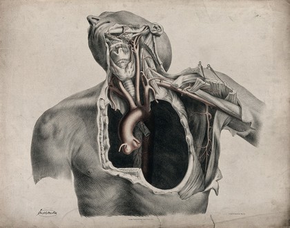 The circulatory system: dissection of the neck, shoulder and thorax of a man, with aorta, arteries and blood vessels indicated in red. Coloured lithograph by J. Maclise, 1841/1844.