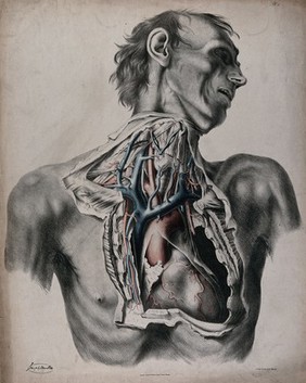 The circulatory system: dissection of the neck and thorax of a man, with aorta, arteries and veins indicated in red and blue. Coloured lithograph by J. Maclise, 1841/1844.