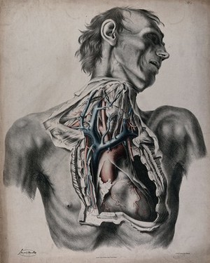 view The circulatory system: dissection of the neck and thorax of a man, with aorta, arteries and veins indicated in red and blue. Coloured lithograph by J. Maclise, 1841/1844.