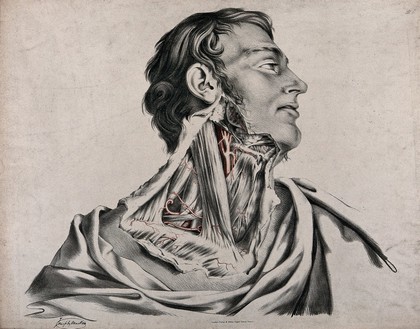 The circulatory system: dissection of the neck of a man, with arteries and blood vessels indicated in red. Coloured lithograph by J. Maclise, 1841/1844.