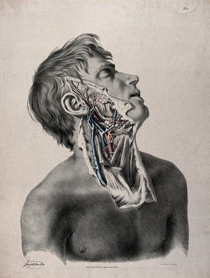 view The circulatory system: partial dissection of the neck, jaw and face of a man, with arteries, blood vessels and veins indicated in red and blue. Coloured lithograph by J. Maclise, 1841/1844.