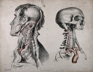 view The circulatory system: two dissections of the neck, jaw and skull of a man, with aortic arch (?), arteries and blood vessels indicated in red. Coloured lithograph by J. Maclise, 1841/1844.