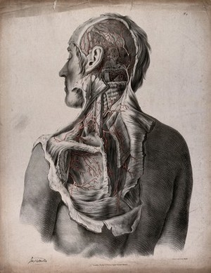 view The circulatory system: dissection of the back, shoulder, neck, and back of the head of a man, with blood vessels indicated in red. Coloured lithograph by J. Maclise, 1841/1844.