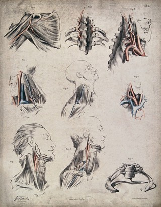The circulatory system: dissections of the neck and shoulder, with arteries, blood vessels and veins indicated in red and blue. Coloured lithograph by J. Maclise, 1841/1844.