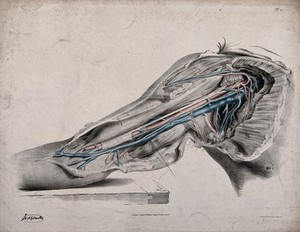 view The circulatory system: dissection of the upper arm, shoulder and armpit, with arteries, blood vessels and veins indicated in red and blue. Coloured lithograph by J. Maclise, 1841/1844.