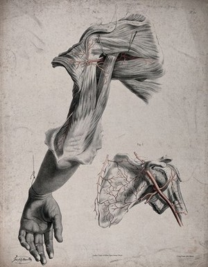 view The circulatory system: dissection of the back of the upper arm and the shoulder, with a detail showing the scapula and with arteries and blood vessels indicated in red. Coloured lithograph by J. Maclise, 1841/1844.