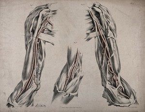 view The circulatory system: dissections of the upper arm, shoulder and elbow, with arteries and blood vessels indicated in red. Coloured lithograph by J. Maclise, 1841/1844.