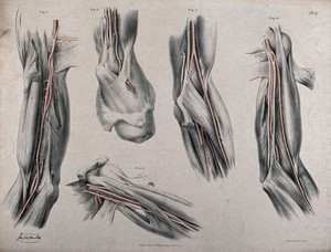 view The circulatory system: dissections of the arm and shoulder, with arteries and blood vessels indicated in red. Coloured lithograph by J. Maclise, 1841/1844.