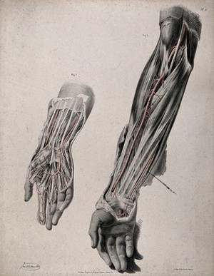 view The circulatory system: two dissections of the arm and hand, with arteries and blood vessels indicated in red. Coloured lithograph by J. Maclise, 1841/1844.