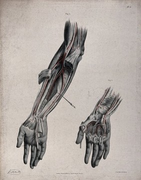 The circulatory system: two dissections of the arm and the hand, with arteries and blood vessels indicated in red. Coloured lithograph by J. Maclise, 1841/1844.