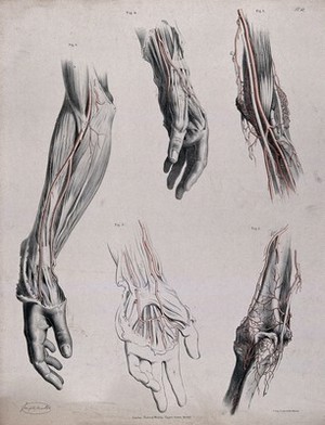 view The circulatory system: dissections of the hand, elbow and arm, with arteries and blood vessels indicated in red. Coloured lithograph by J. Maclise, 1841/1844.