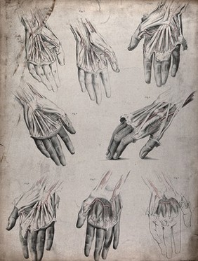 The circulatory system: dissections of the hand, with the arteries indicated in red. Coloured lithograph by J. Maclise, 1841/1844.