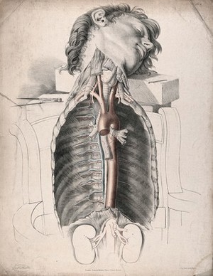 view The circulatory system: dissection of the neck and thorax, with the arteries indicated in red and the veins in blue. Coloured lithograph by J. Maclise, 1841/1844.
