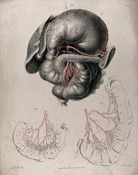 The circulatory system: dissection of the stomach and intestines, with the arteries and veins indicated in red and blue. Coloured lithograph by J. Maclise, 1841/1844.