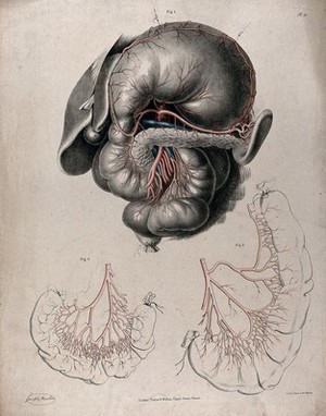 view The circulatory system: dissection of the stomach and intestines, with the arteries and veins indicated in red and blue. Coloured lithograph by J. Maclise, 1841/1844.