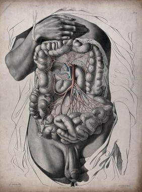 The circulatory system: dissection of the abdomen showing the large intestine, with the arteries and veins indicated in red and blue. Coloured lithograph by J. Maclise, 1841/1844.