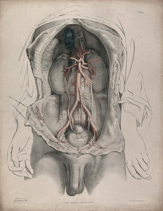 The circulatory system: dissection of the torso showing the kidneys and bladder, with the arteries and veins indicated in red and blue. Coloured lithograph by J. Maclise, 1841/1844.