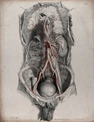 view The circulatory system: dissection of the torso showing the kidneys and bladder, with the arteries indicated in red. Coloured lithograph by J. Maclise, 1841/1844.