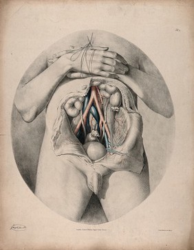 The circulatory system: dissection of the abdomen showing the intestines and bladder, with the arteries and veins indicated in red and blue. Coloured lithograph by J. Maclise, 1841/1844.
