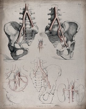The circulatory system: dissections of the pelvic bones and diagrams showing the kidneys and intestines, with the arteries and veins indicated in red and blue. Coloured lithograph by J. Maclise, 1841/1844.