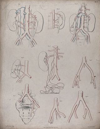 The circulatory system: diagrams showing the kidneys and sacrum, with the arteries and veins indicated in red and blue. Coloured lithograph by J. Maclise, 1841/1844.