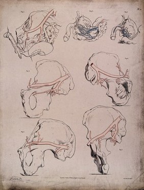 The circulatory system: dissections of the male reproductive system and pelvic bone, with the arteries and veins indicated in red and blue. Coloured lithograph by J. Maclise, 1841/1844.