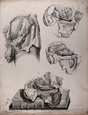 The circulatory system: dissections of the male reproductive system and pelvic bone, with the arteries and veins indicated in red and blue. One dissection is shown resting on a book by C. Bell. Coloured lithograph by J. Maclise, 1841/1844.