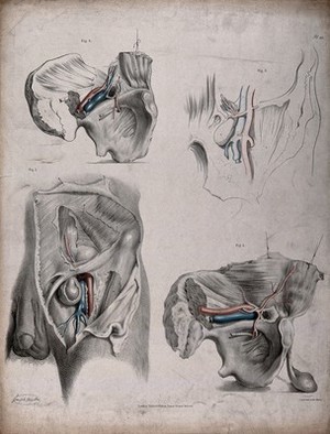 view The circulatory system: dissections of the male reproductive system and pelvic bone, with the arteries and veins indicated in red and blue. Coloured lithograph by J. Maclise, 1841/1844.