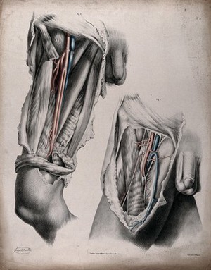 view The circulatory system: dissections of the thigh and groin of a man, with the arteries and veins indicated in red and blue. Coloured lithograph by J. Maclise, 1841/1844.