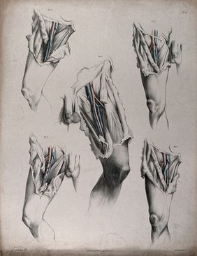 The circulatory system: dissections of the groin and upper thighs of a man, with the arteries and veins indicated in red and blue. Coloured lithograph by J. Maclise, 1841/1844.