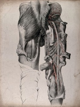 The circulatory system: dissection of the buttocks and thighs of a man, seen from behind, with blood vessels indicated in red. Coloured lithograph by J. Maclise, 1841/1844.