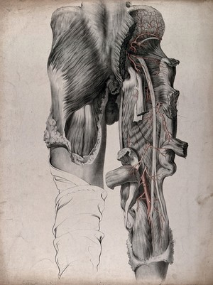 view The circulatory system: dissection of the buttocks and thighs of a man, seen from behind, with blood vessels indicated in red. Coloured lithograph by J. Maclise, 1841/1844.