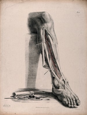 view The circulatory system: dissection of the front of the lower leg and the ankle, with arteries (?) indicated in red and blue. Coloured lithograph by J. Maclise, 1841/1844.