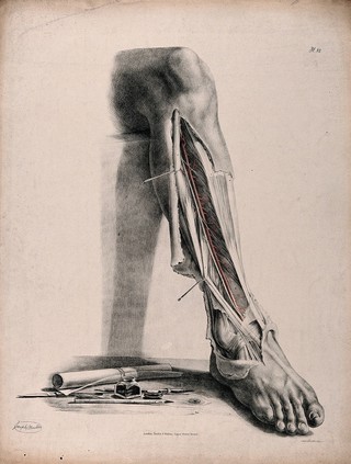 The circulatory system: dissection of the front of the lower leg and the ankle, with arteries (?) indicated in red and blue. Coloured lithograph by J. Maclise, 1841/1844.