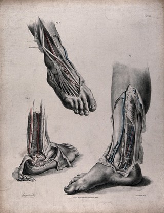 The circulatory system: dissections of the foot, lower leg and ankle, with arteries and veins indicated in red and blue. Coloured lithograph by J. Maclise, 1841/1844.