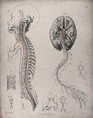 view The circulatory system: dissections of the spinal column and the underside of the brain, with arteries and blood vessels indicated in red. Coloured lithograph by J. Maclise, 1841/1844.