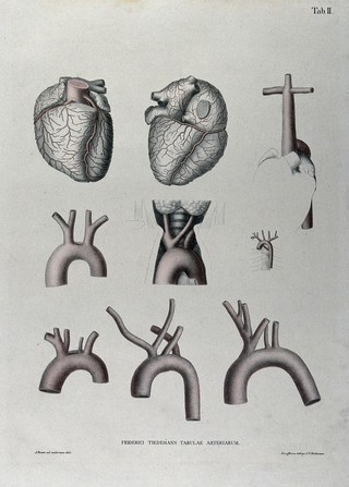 The heart, arteries of the neck and the aortic arch (?): nine figures, with arteries indicated in red. Coloured lithograph by J. Roux, 1822.